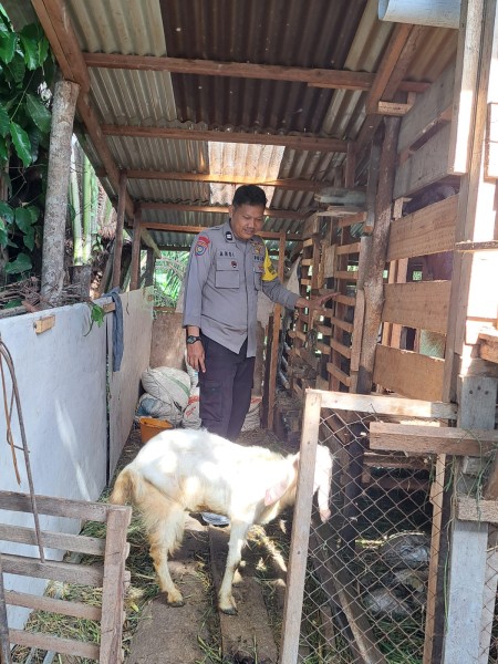 Bhabitkamtibmas Kelurahan Bumi Ayu Tinjau Peternakan Kambing Koplo Milik Warga, Dukung Ketahanan Pangan  Nasional