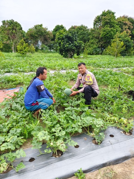 Polres Dumai Dukung Ketahanan Pangan Nasional, Bhabinkamtibmas Bukit Timah Tinjau Kebun Semangka