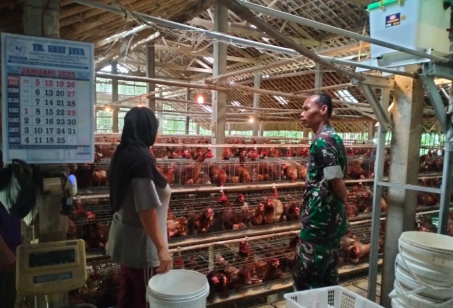 Dukung UMKM Warga, Babinsa Purwantoro Sambangi Peternak Ayam Petelur