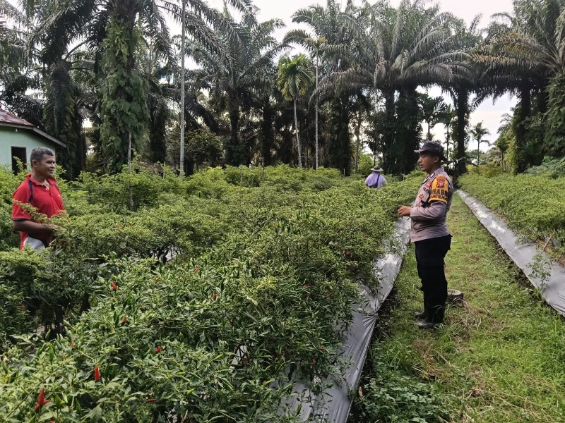 Bhabinkamtibmas bersama Petani Lakukan Pengecekan Perkarangan Pangan Bergizi dalam Mendukung Program Ketahanan Pangan Nasional