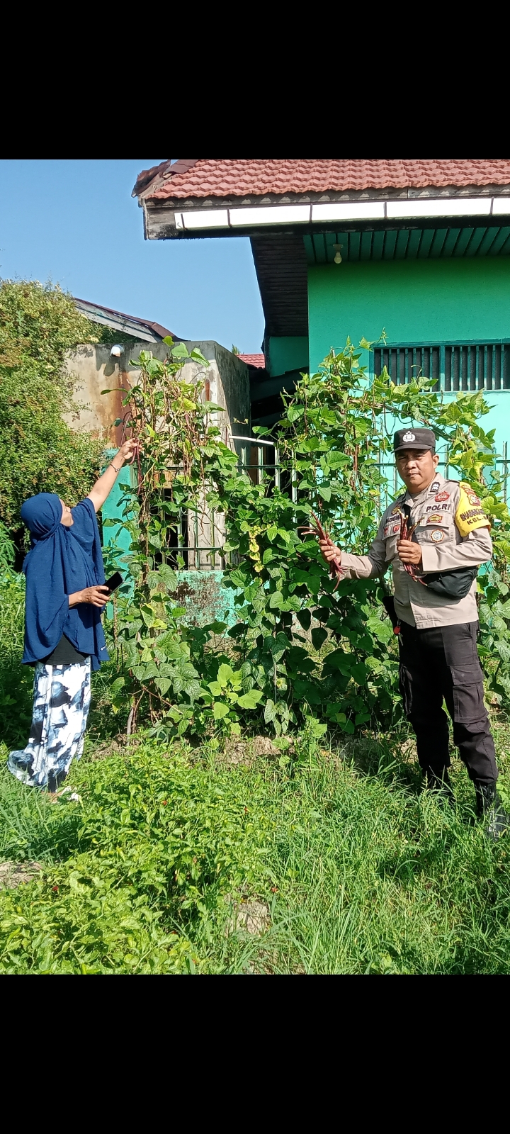 Bhabinkamtibmas Kelurahan Stdi Cek Kebun Kacang Panjang Merah, Dukung Ketersediaan Sayuran Bermutu