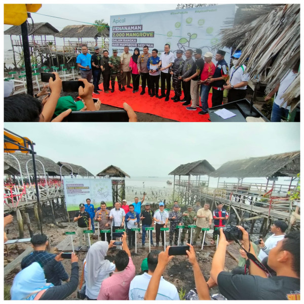 Apical Group bersama Walikota Dumai H Paisal  Tanam Bibit Bakau di Pesisir Pantai Dumai Barat