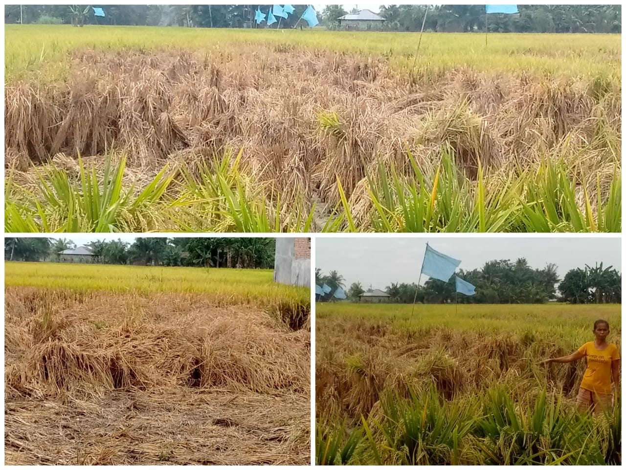    Petani Desa Pematang Ganjang Sergai  Nyaris Gagal Panen