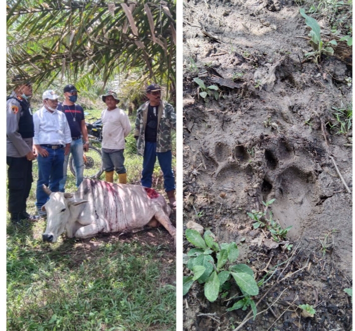 Warga Jorlang Hataran Simalungun Heboh, Dua Ekor Lembu Sekarat Diduga ...