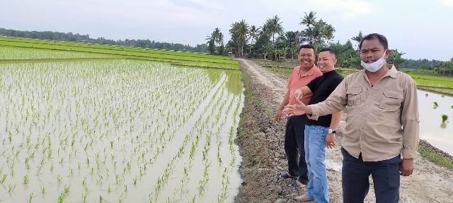 Tingkatkan Kebutuhan Pangan Masyarakat,Wabup Sergai Menyulap 20 Hektar Lahan Sawit Menjadi Sawah