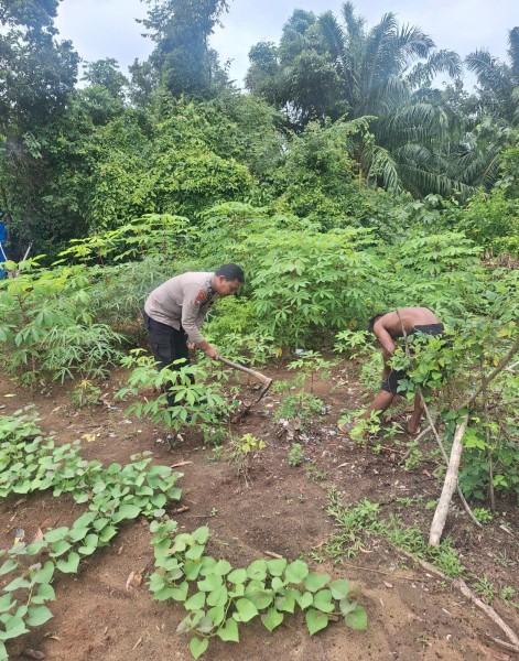 Bhabinkamtibmas Kelurahan Guntung Sambangi Kebun Ubi Milik Saudara Ciko, Dorong Diversifikasi Pangan Sumber Karbohidrat