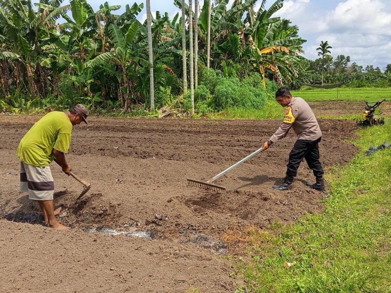 CINTA POLISI BHABINKAMTIBMAS POLSEK MEDANG KAMPAI CINTA PETANI, DAMPINGI PENGOLAHAN LAHAN TANAM CABE DI KELURAHAN TELUK MAKMUR
