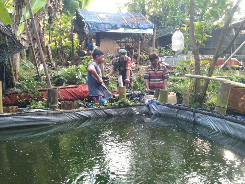 Babinsa Nogosari Dampingi Budidaya Lele Warga, Dorong Ketahanan Pangan dan Ekonomi Desa