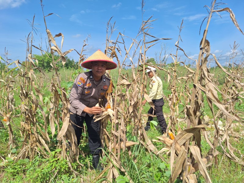 Bhabinkamtibmas Medang Kampai Cek Perkarangan Jagung Pipil Poktan Mastur Dukung Ketahanan Pangan