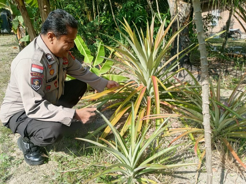 Kanit Binmas Polres Dumai Sambangi  Petani Nenas Dukung Ketahanan Pangan Lokal