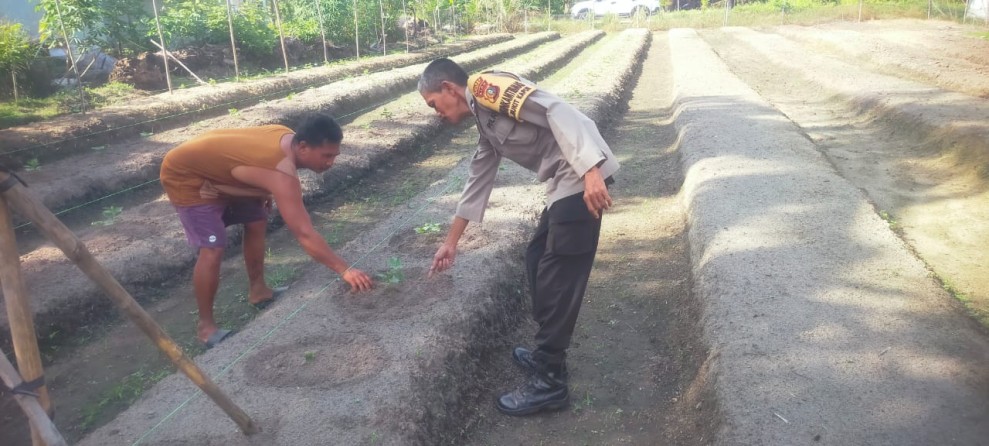 Bhabitkatimas Bukit Kapur Cek Tanaman Timun Dukung Ketahanan Pangan Nasional