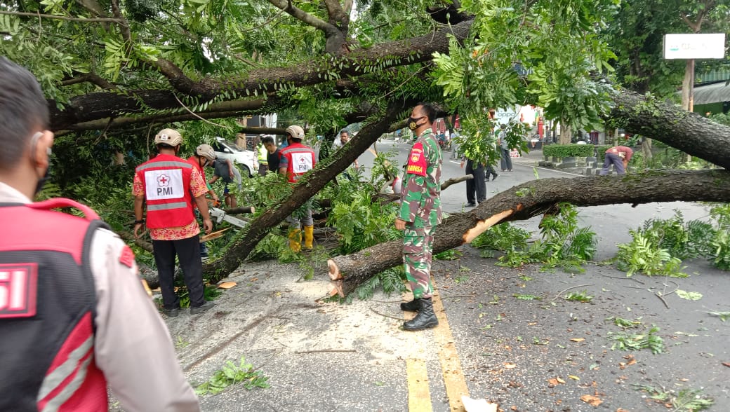 Babinsa Bersama Warga Bergerak Cepat mengevakuasi Tumbangnya Pohon