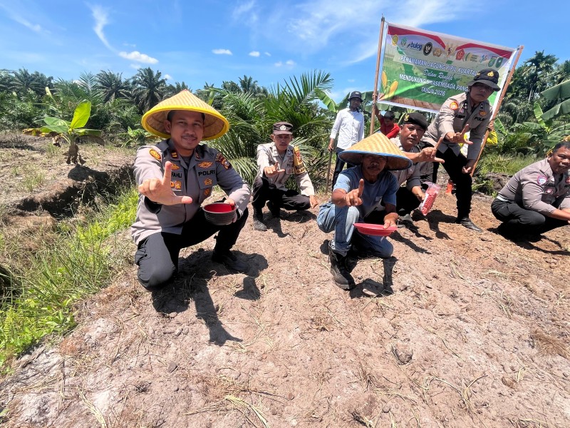 Polsek Bukit Kapur Perluas Lahan Tanam Jagung, Total Capai 1,5 Hektare Dukung Ketahanan Pangan