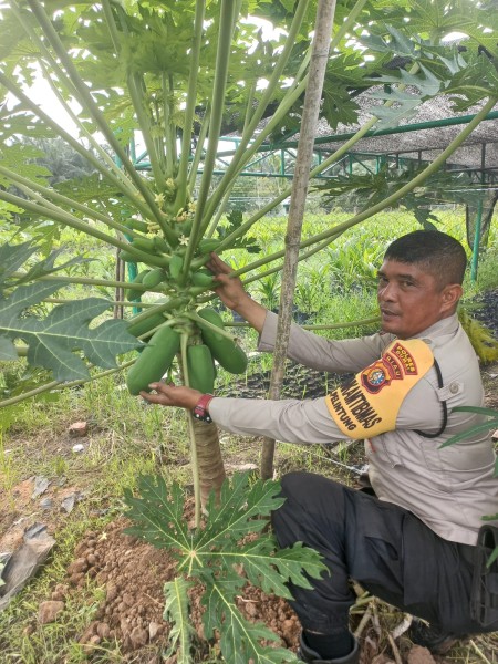 Anggota Binmas Polres Dumai Tinjau Kebun Pepaya Kelompok Tani Opung Harahap di Kelurahan Pelintung