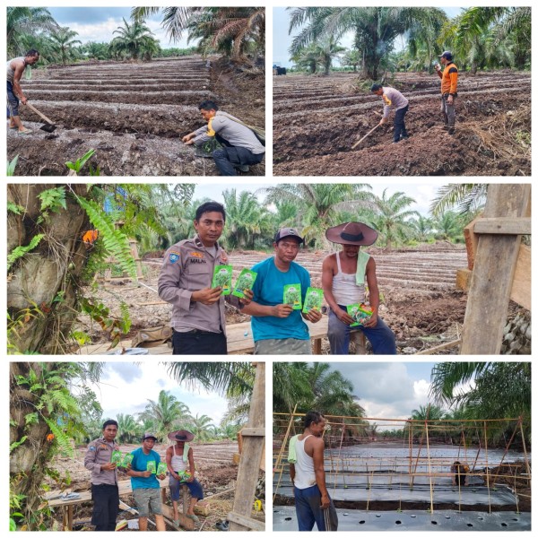 Bhabinkamtibmas Cek Lahan Kelurahan Batu teritip Pertanian Bersama Petani, Dukung Ketahanan Pangan Nasional