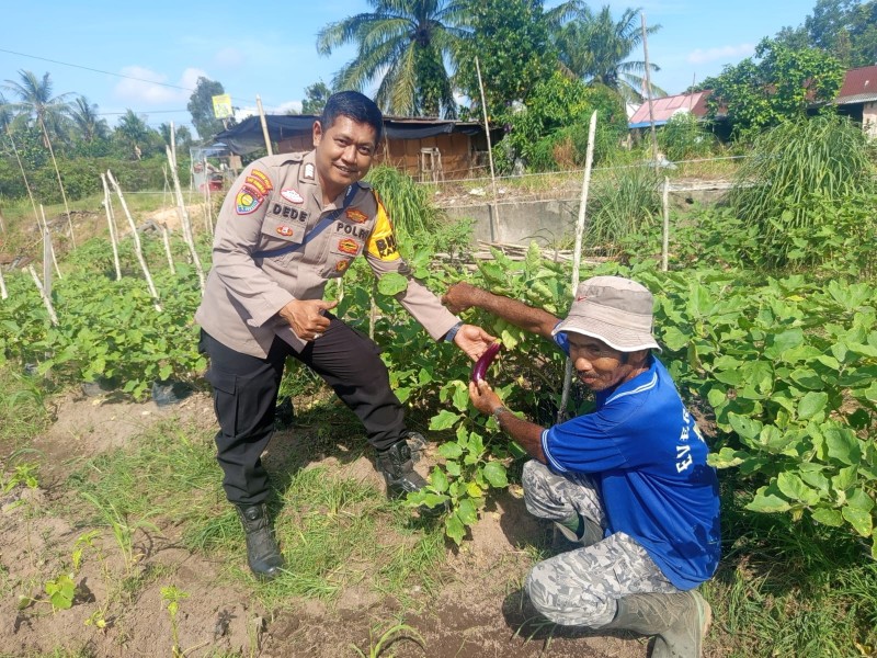 Bhabinkamtibmas Teluk Makmur Sambangi Lahan Tanaman Terong Dukung Ketahanan Pangan Nasional