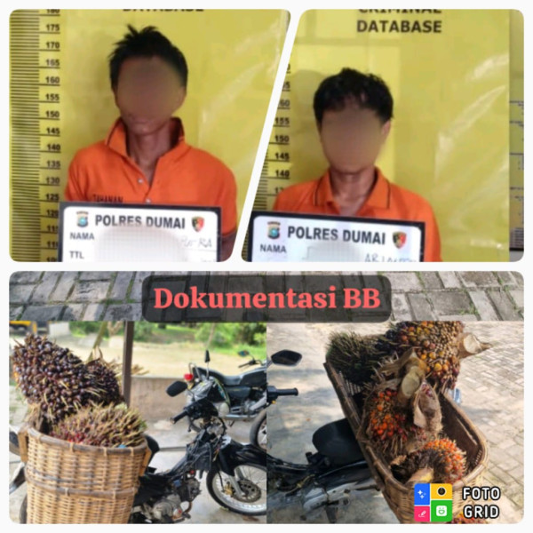 Polres Dumai Ringkus NS dan DA Tsk Pencuri Buah Kelapa Sawit