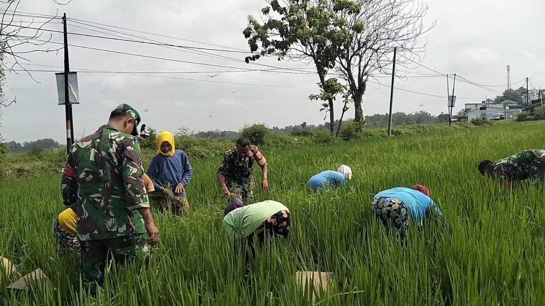 Babinsa Plupuh Turun ke Sawah, Gulma Dibabat Demi Dongkrak Hasil Panen Padi