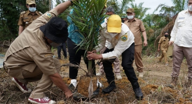 Bupati Pakpak Bharat Franc Bernard Tumanggor Tanam Sawit Perdana
