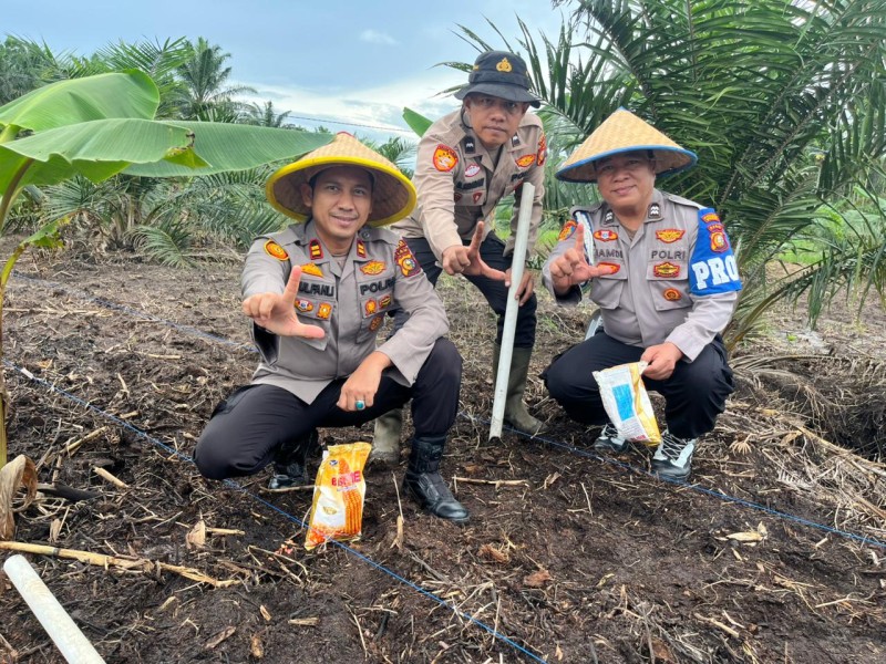 Dukung Ketahanan Pangan Nasional, Kapolsek Bukit Kapur Dan Jajarannya Tanam Jagung Pipil Di Lahan Seluas Satu Hektar