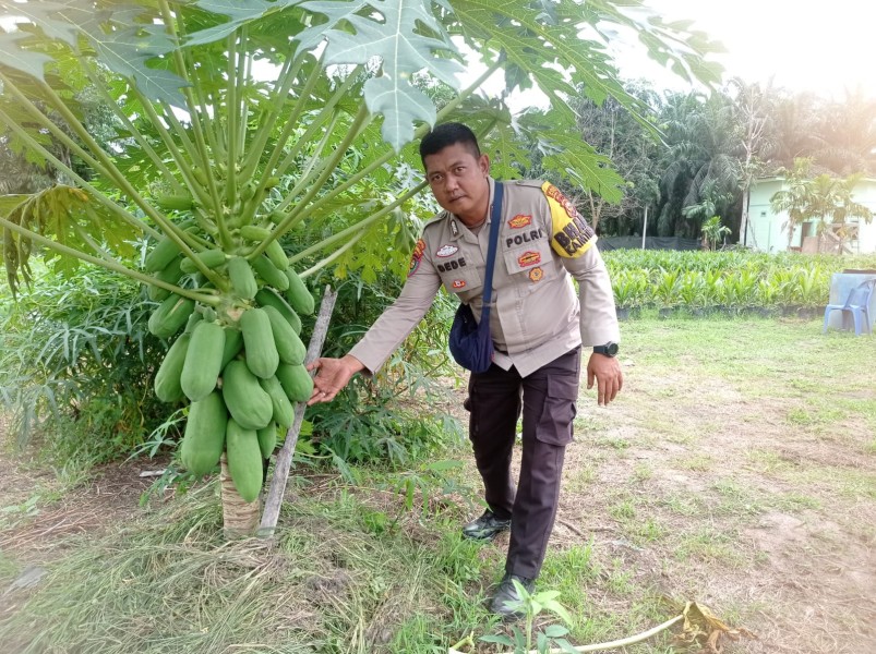 Bhabitkatimas Bripka Dede Sambangi Petani Pepaya  Dukung Ketahanan Pangan Nasional