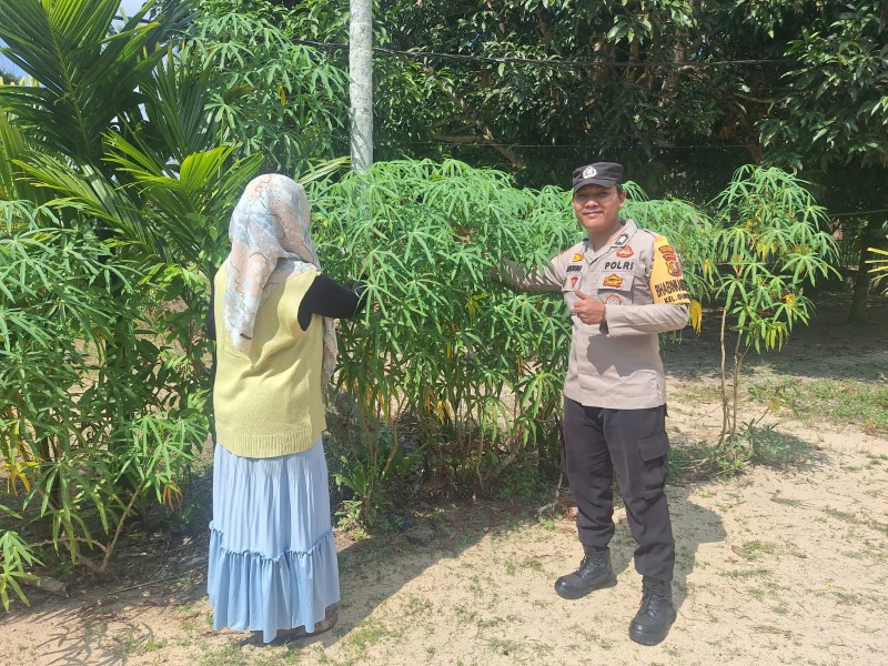 Bhabitkatimas Kelurahan Guntung Sambangi Petani Cabai Dukung Ketahanan Pangan