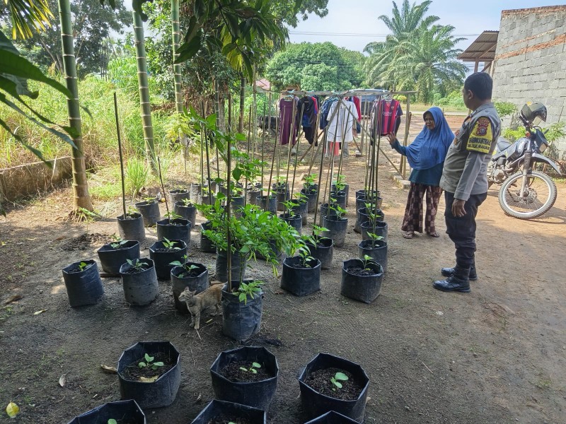 Kelompok Tani Fatimah  Kembangkan Tanaman Terong Dan Cabe Rawit Di Teluk Makmur
