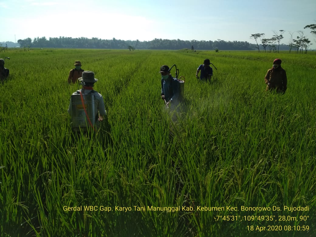 Dampingi Petani Babinsa Melaksanakan Gerdal  Hama  Wereng Batang Coklat