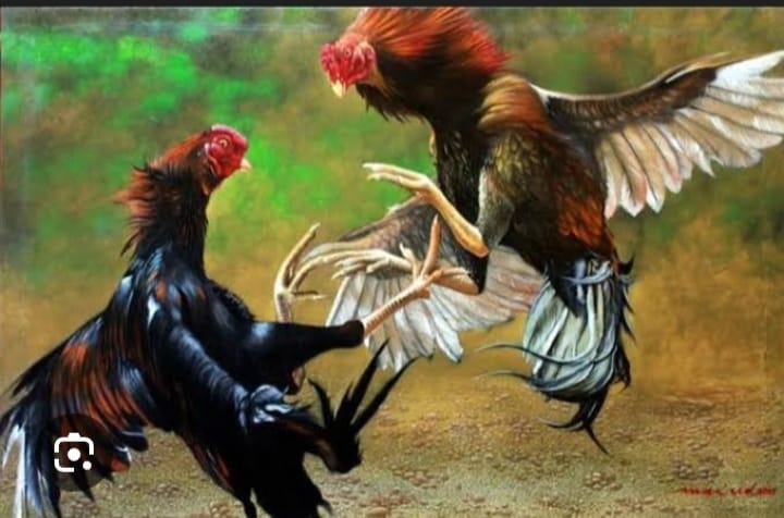 Judi Sabung Ayam Eksis Di Belakang Kantor Desa Pantai Labu Pekan