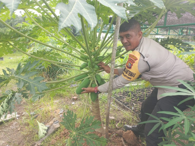 Kamtibmas Kelurahan Pelinung Tinjau Pemanfaatan Lahan Perkarangan Tanaman Pepaya Kelompok Tani Sumarto, Dukung Ketahanan Pangan Bergizi